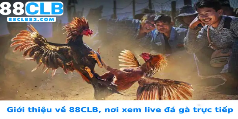 Giới thiệu về 88CLB, nơi xem live đá gà trực tiếp 